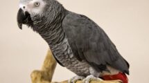 Afrički sivi papagaj