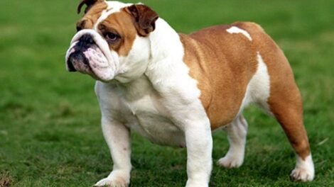 Buldog