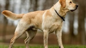 Labrador retriver