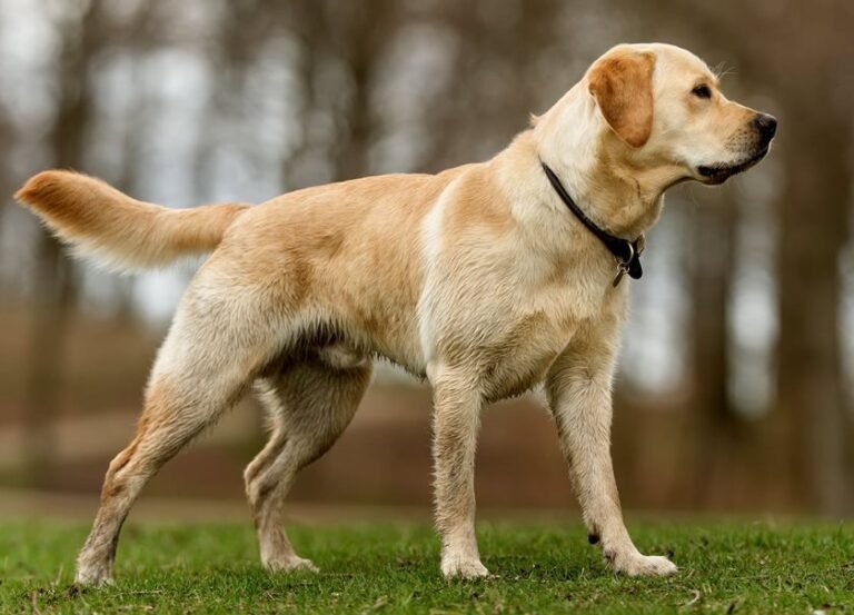 Labrador retriver