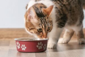Pravilna prehrana mačaka
