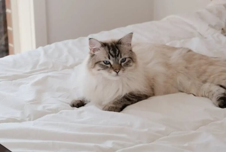 Ragdoll mačka – nježnost na četiri šape koja oduševljava