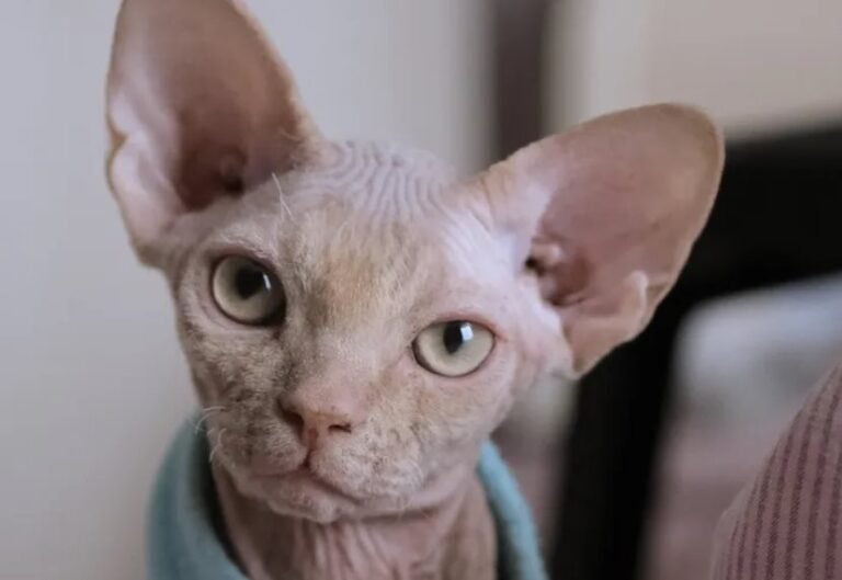 Sfinks mačka