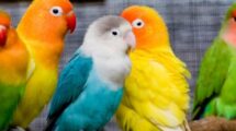 papagaji - kucni ljubimci