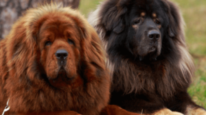 Tibetanski mastiff