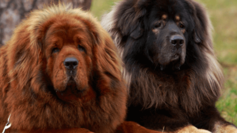 Tibetanski mastiff