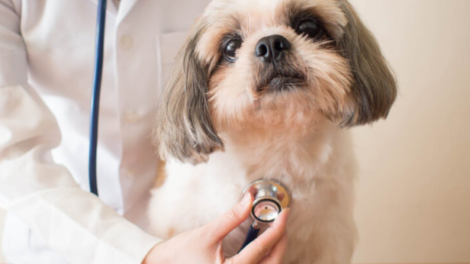 veterinar