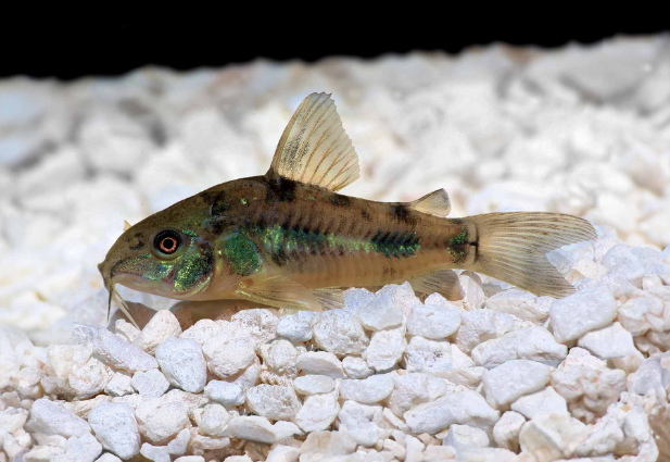 Algar - muljar - Corydoras paleatus