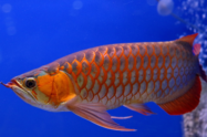 Azijska Arowana (Scleropages formosus)