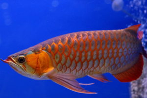 Azijska Arowana (Scleropages formosus)