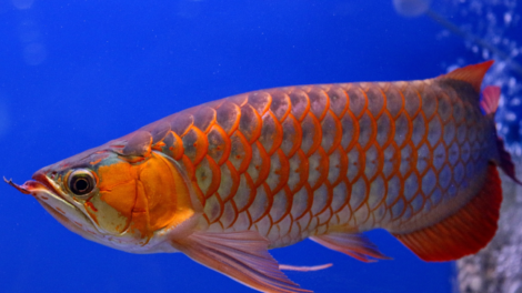 Azijska Arowana (Scleropages formosus)