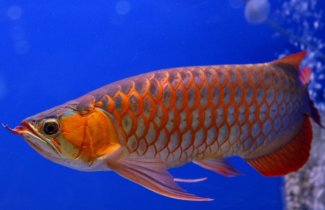 Azijska Arowana (Scleropages formosus)