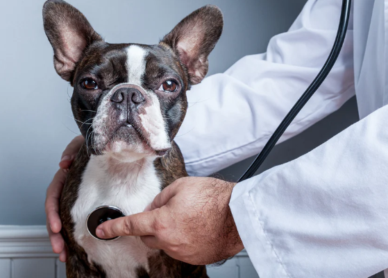 Bolesti pasa - Veterinar