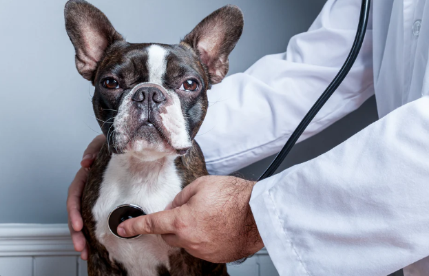 Bolesti pasa - Veterinar