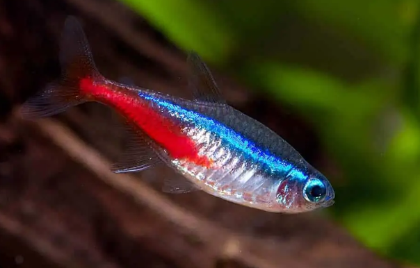 Neonska tetra Paracheirodon innesi