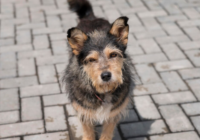 Psi lutalice - kako im pomoći