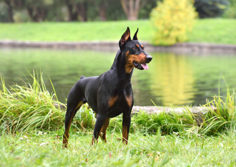 Doberman