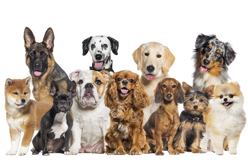 Psi kao kućni ljubimci