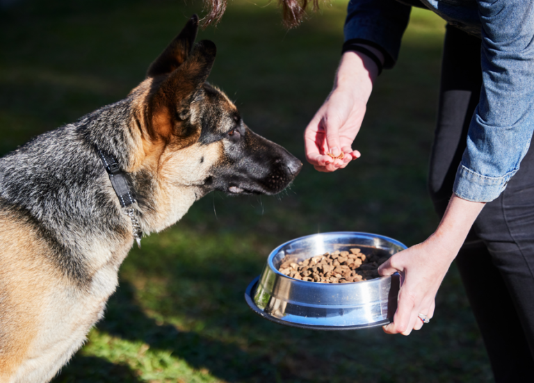 Ishrana za njemačkog ovčara