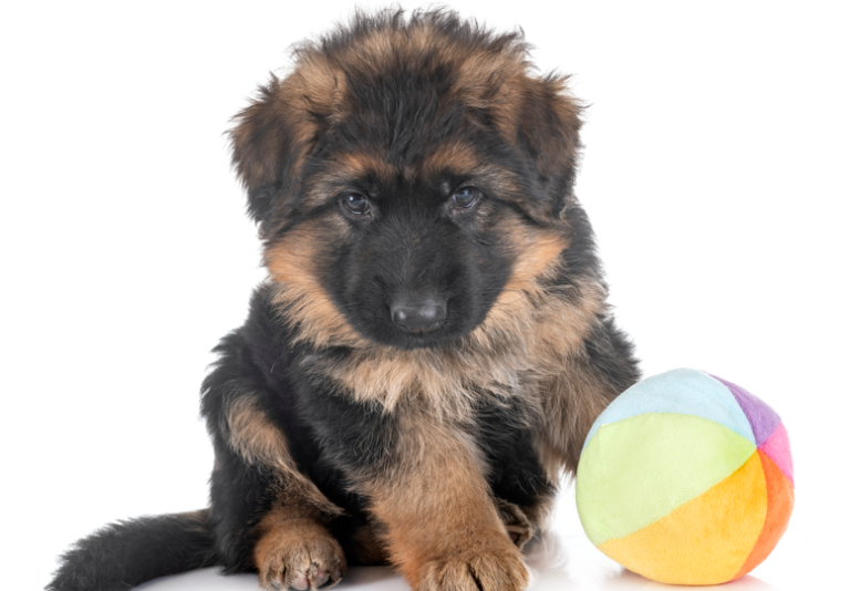 Njemački ovčar - štene