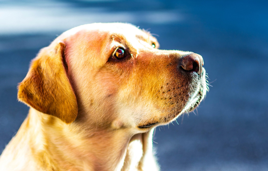 Kada je pas letargičan i bezvoljan – mogući razlozi