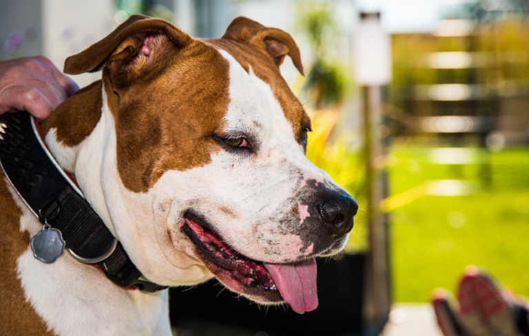 Kada je potrebno hitno posjetiti veterinara sa psom