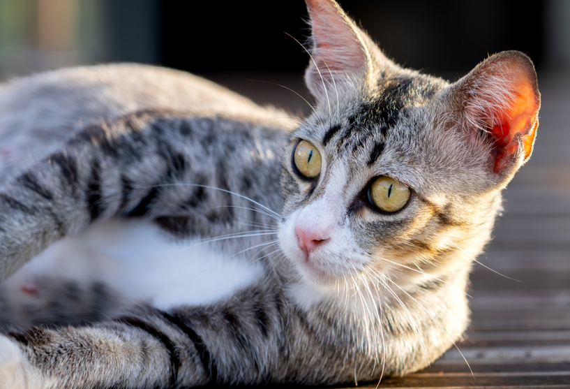 Kada mačku treba odvesti veterinaru