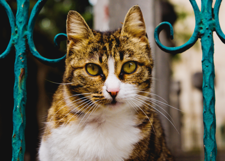 Kako prepoznati bol kod mačke