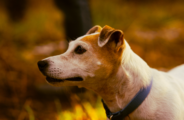 Kako prepoznati bol kod psa