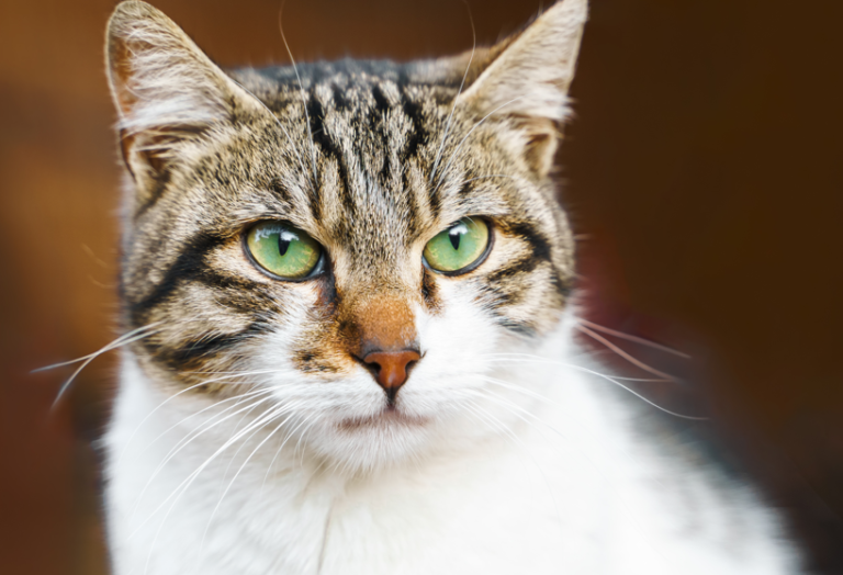 Promjene u ponašanju mačke