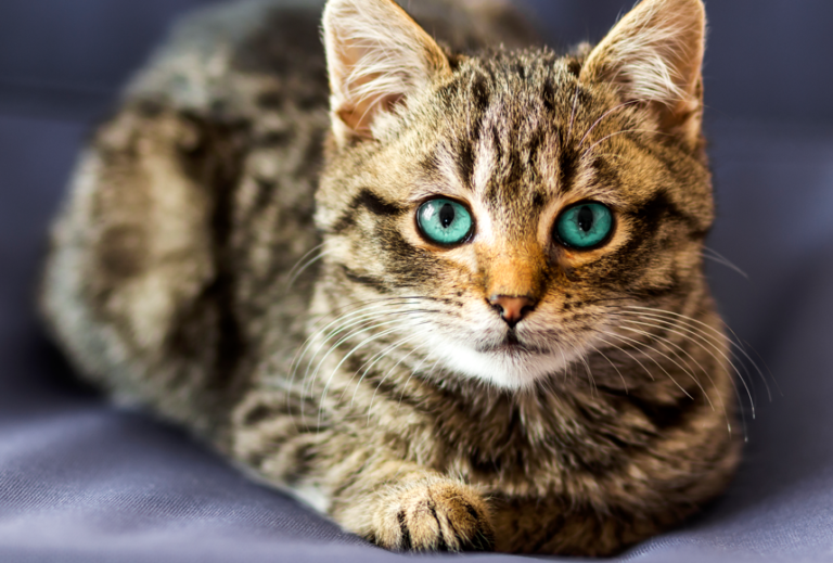 Savjeti za vlasnike mačaka