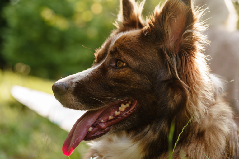 Savjeti za vlasnike pasa – najčešći problemi i kako ih prepoznati