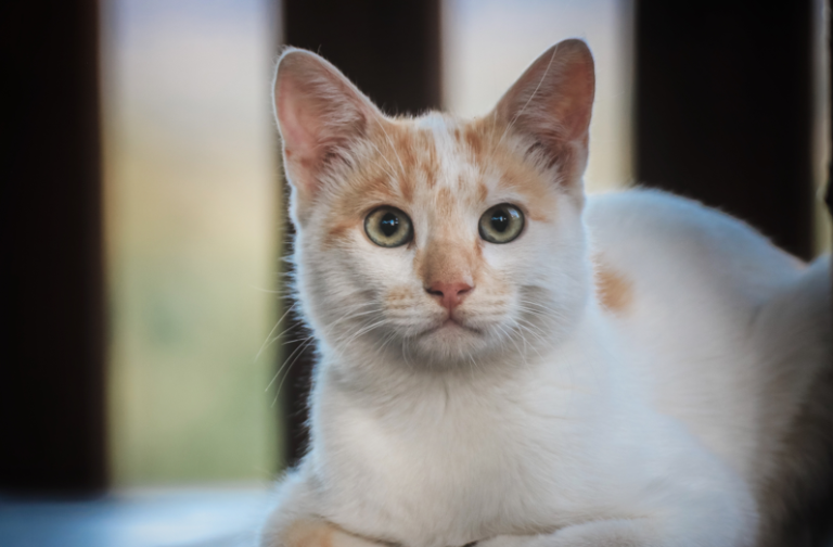 Zašto mačka povraća