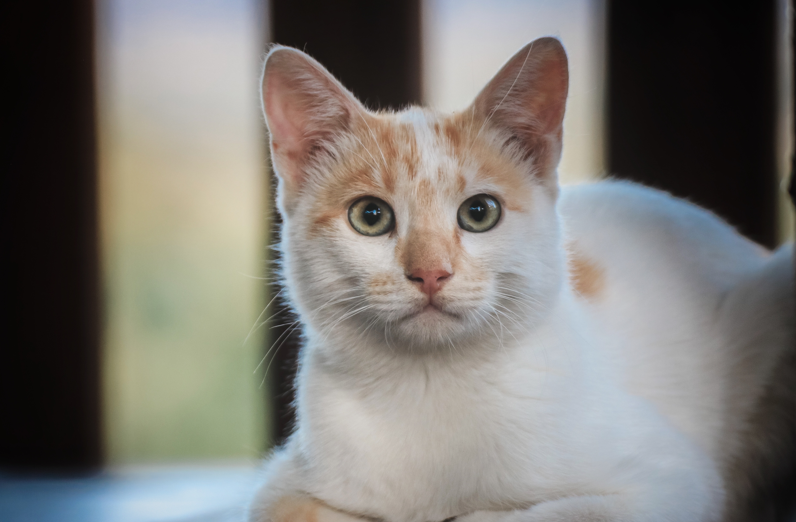 Zašto mačka povraća