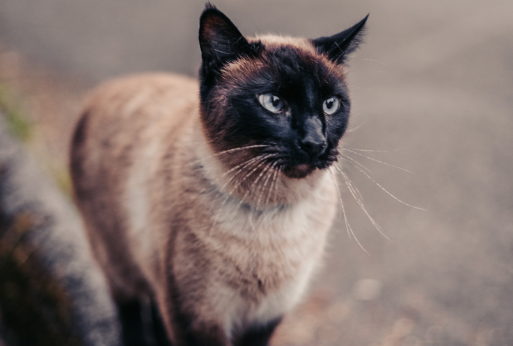 Zašto mačka prestaje jesti