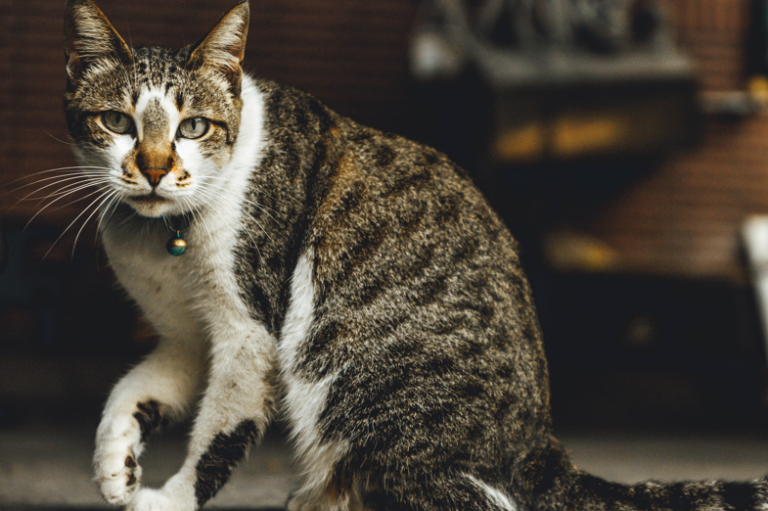 Zašto mačka skriva simptome bolesti