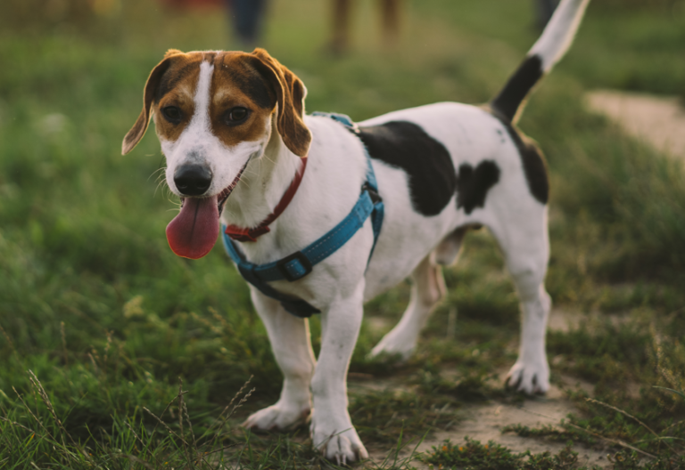 Zašto pas iznenada mijenja ponašanje