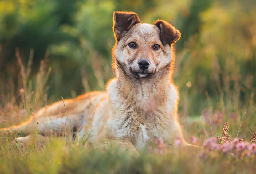 Zašto pas jede travu