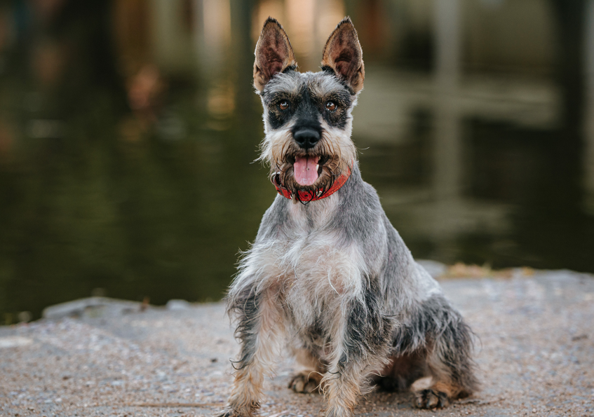 Zašto pas laje bez očiglednog razloga