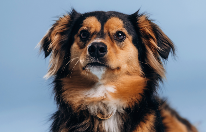 Zašto pas povraća žutu pjenu?