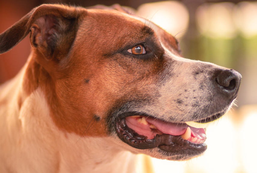 Znakovi stresa i anksioznosti kod pasa