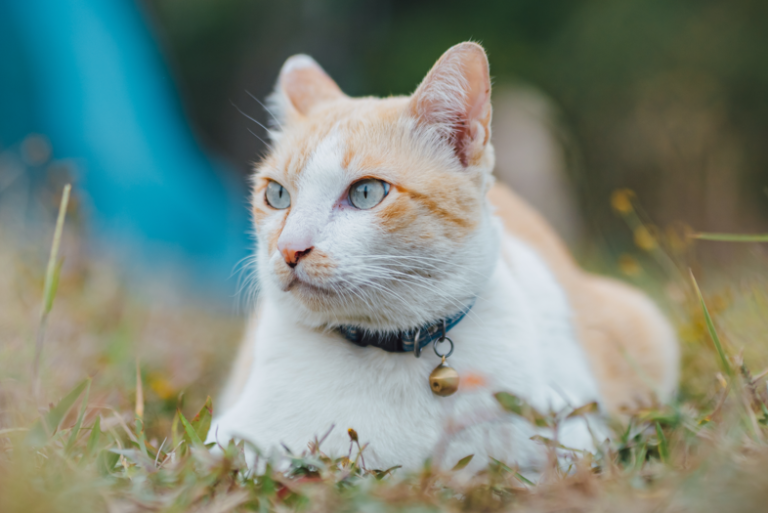 Znakovi stresa kod mačaka