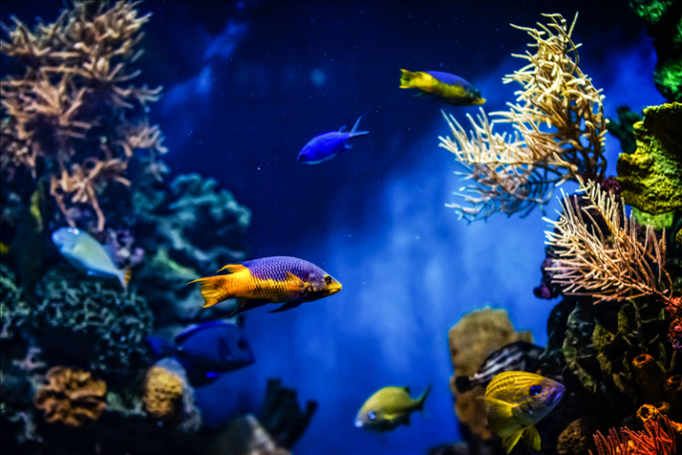 Koliko ribica smije biti u jednom akvariju