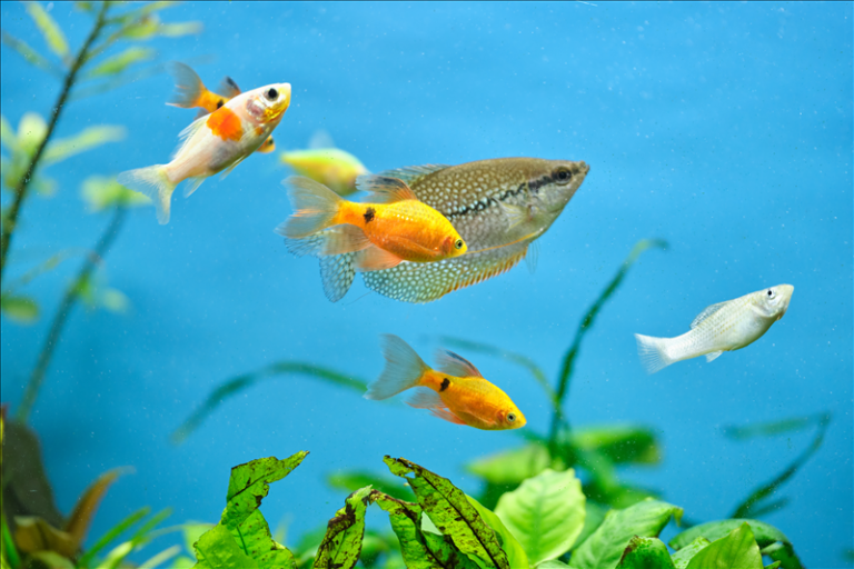 Kako pravilno hraniti akvarijske ribice bez grešaka