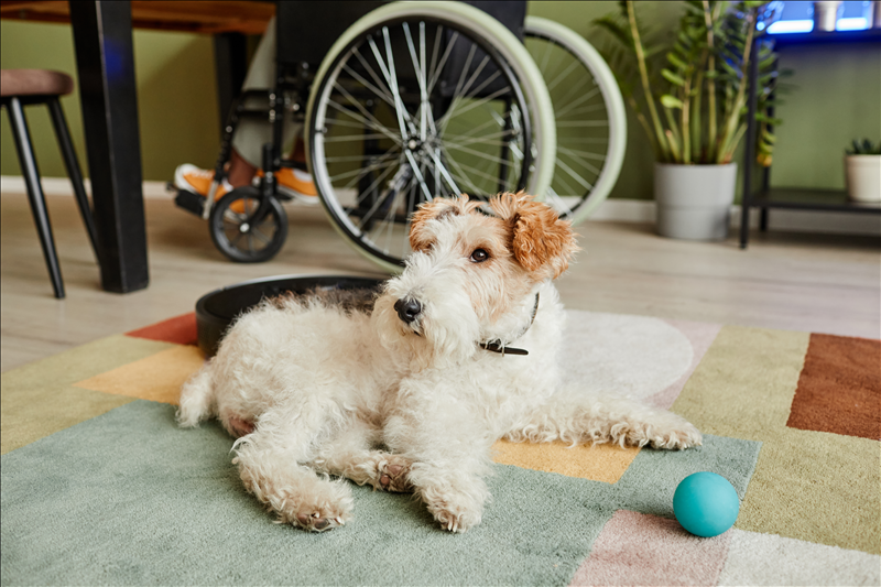 Da li kućni ljubimci mogu prepoznati raspoloženje čovjeka